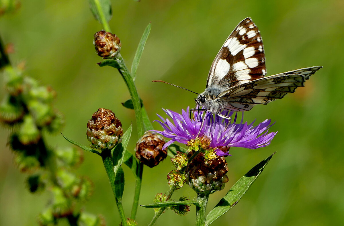 из снятого 1 августа 11 - Александр Прокудин