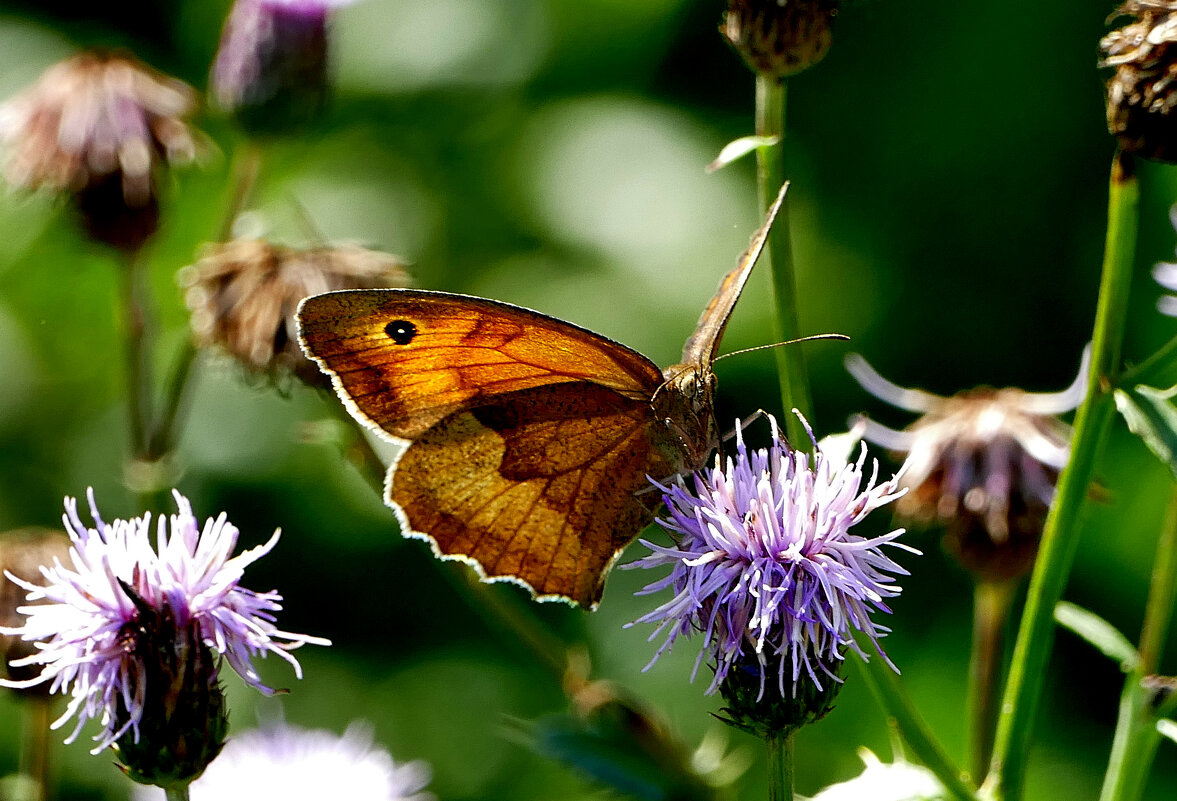 из снятого 1 августа 14 - Александр Прокудин из снятого 1 августа 14 - Александр Прокудин