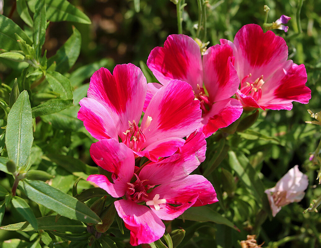 Годеция монарх - Светлана 