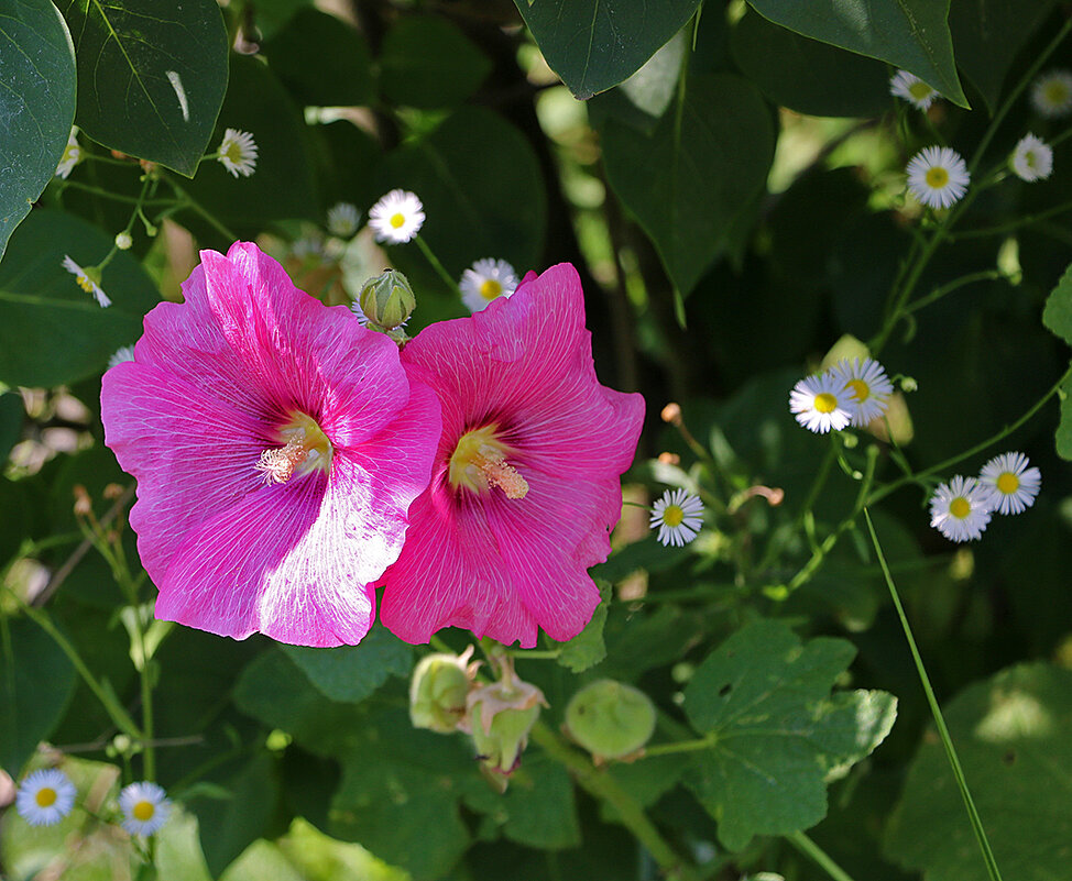Парочка гламурных красавиц - Светлана Парочка гламурных красавиц - Светлана