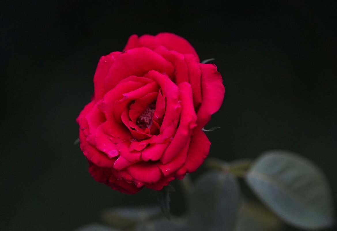 Роза вечерняя - Татьяна Тюменка