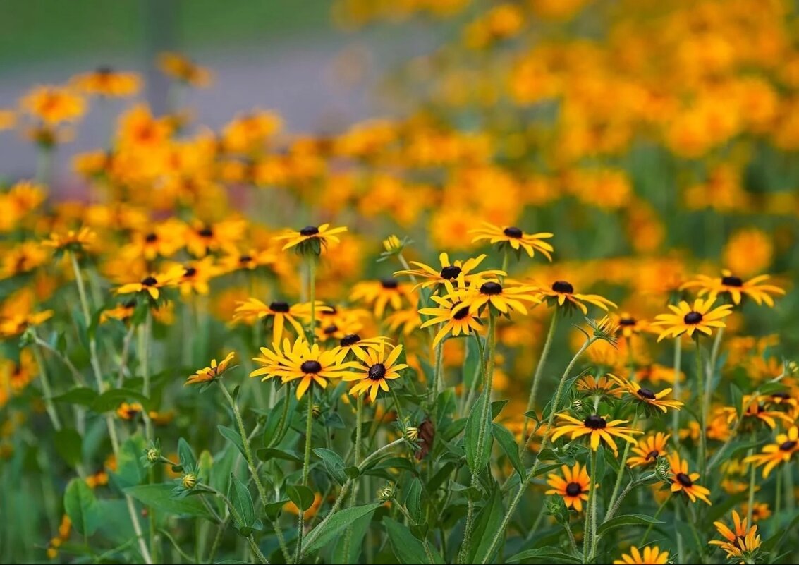 Рудбекия блестящая - Татьяна Тюменка