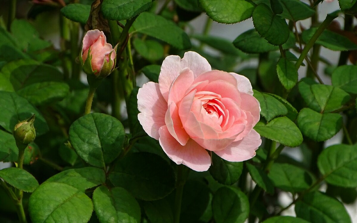 О красоте цветов. - Милешкин Владимир Алексеевич 