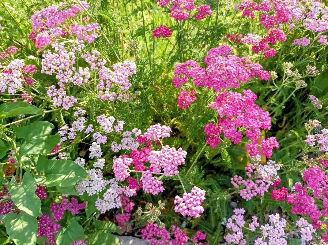 Тысячелистник - Veera V