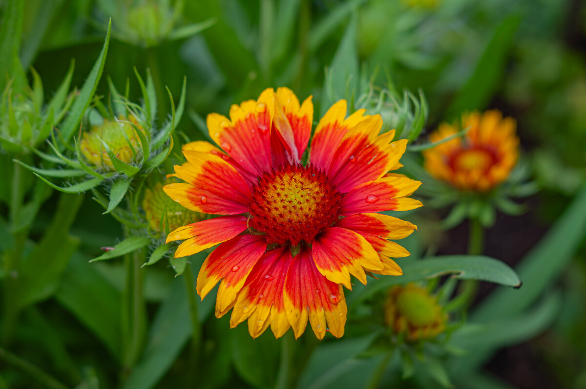 Дачные красоты - Александр Филатов Дачные красоты - Александр Филатов