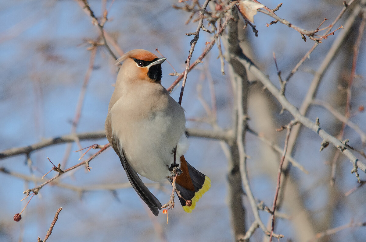 Свиристель - Виктор Иванович Чернюк