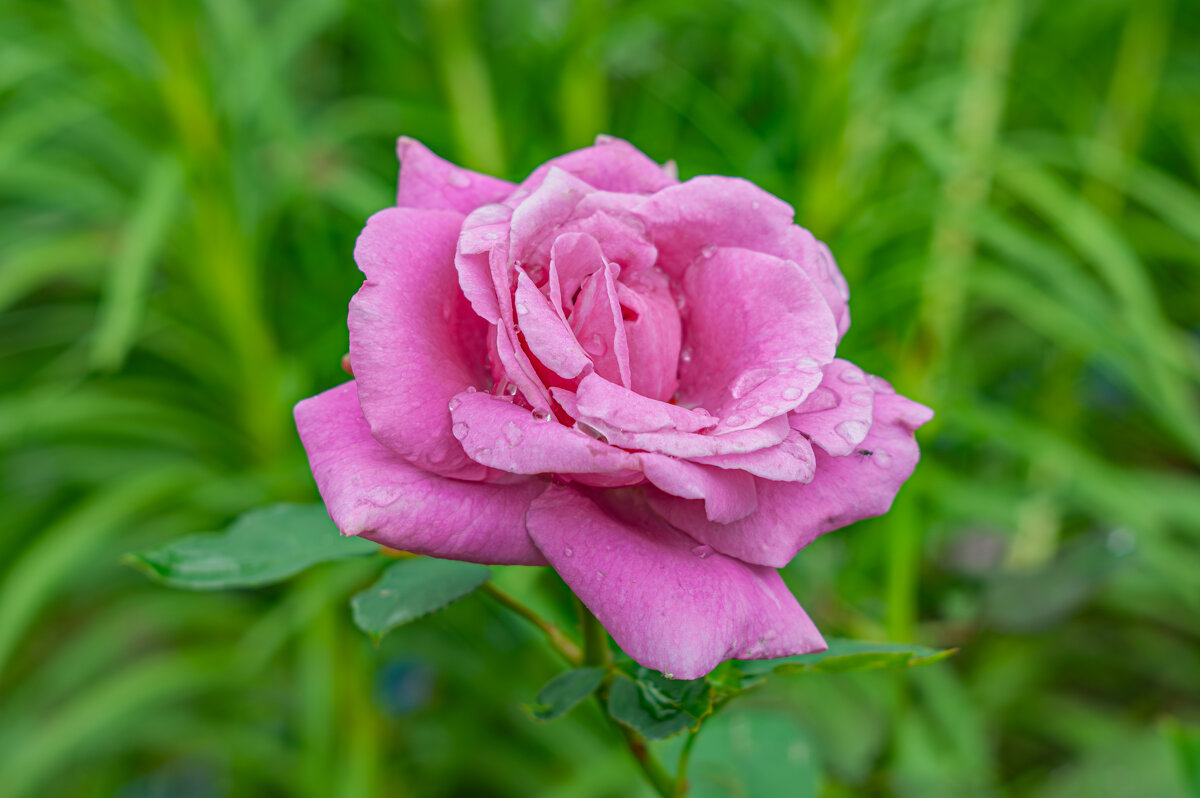 Дачные красоты - Александр Филатов