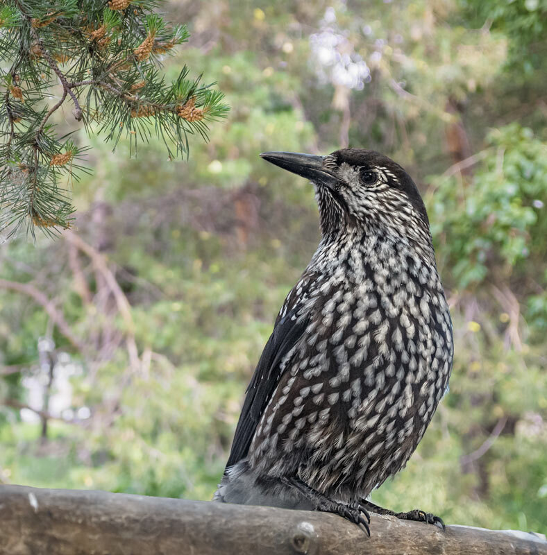 Кедолвка - SanSan 