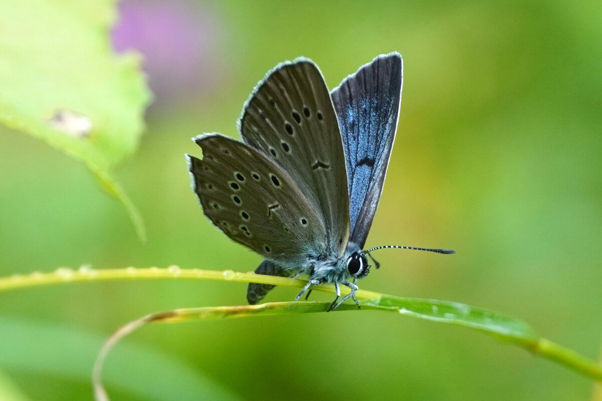 Незнакомка - Галина Кан