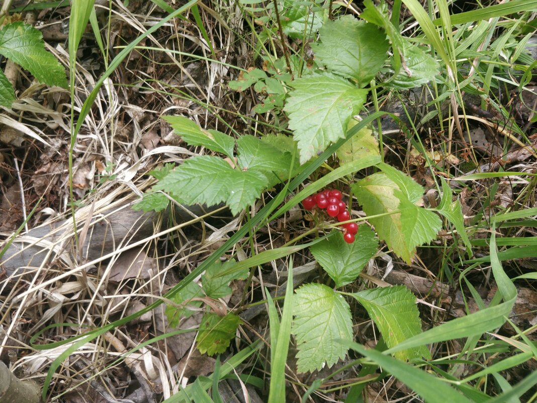 Костяника в лесу - Андрей Хлопонин