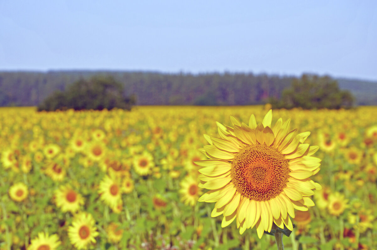 Яркий. Жёлтый. Подсолнух - Сергей М 