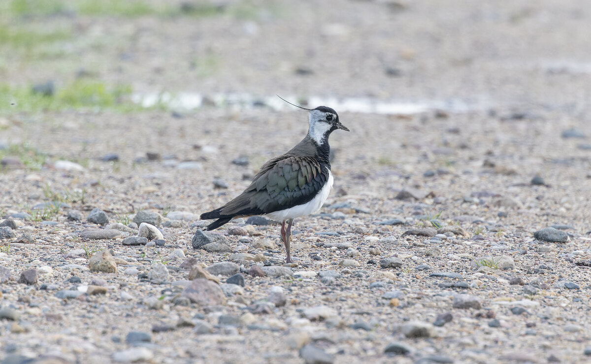 чибис - юрий макаров