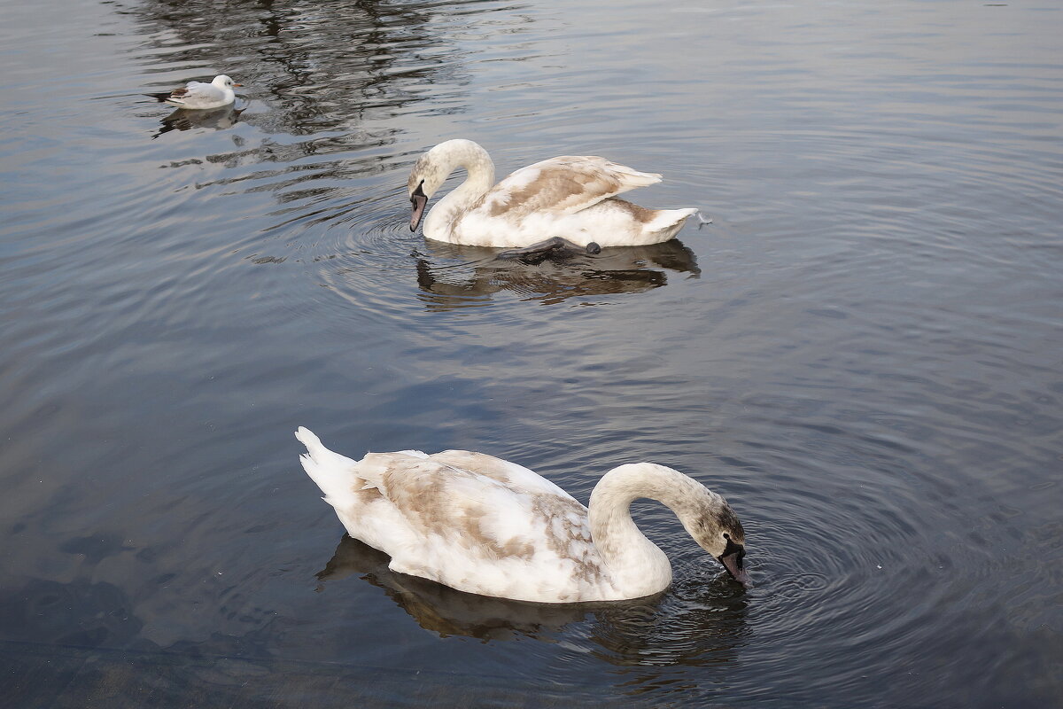 Молодые лебеди - Рита Симонова