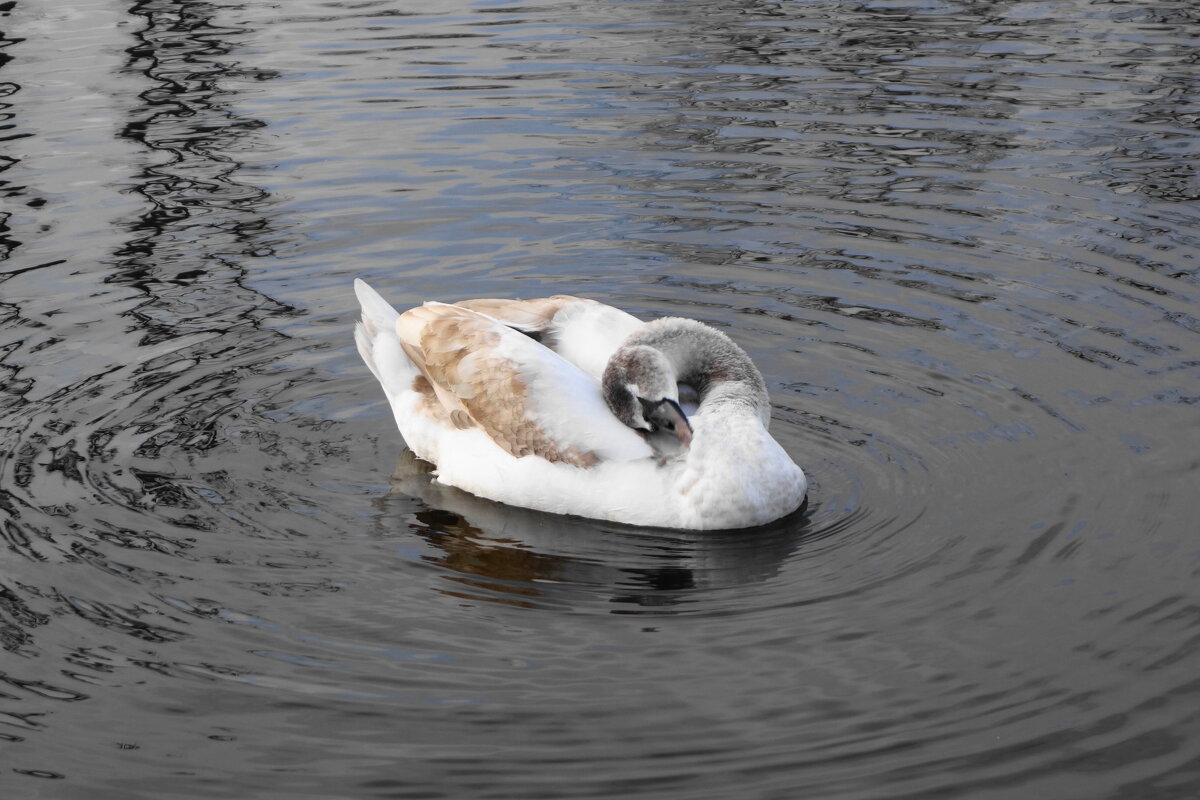 Молодые лебеди - Рита Симонова