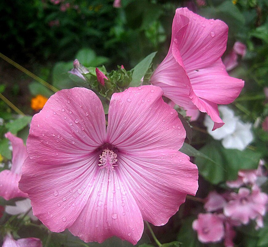 Лаватера - Елена Семигина