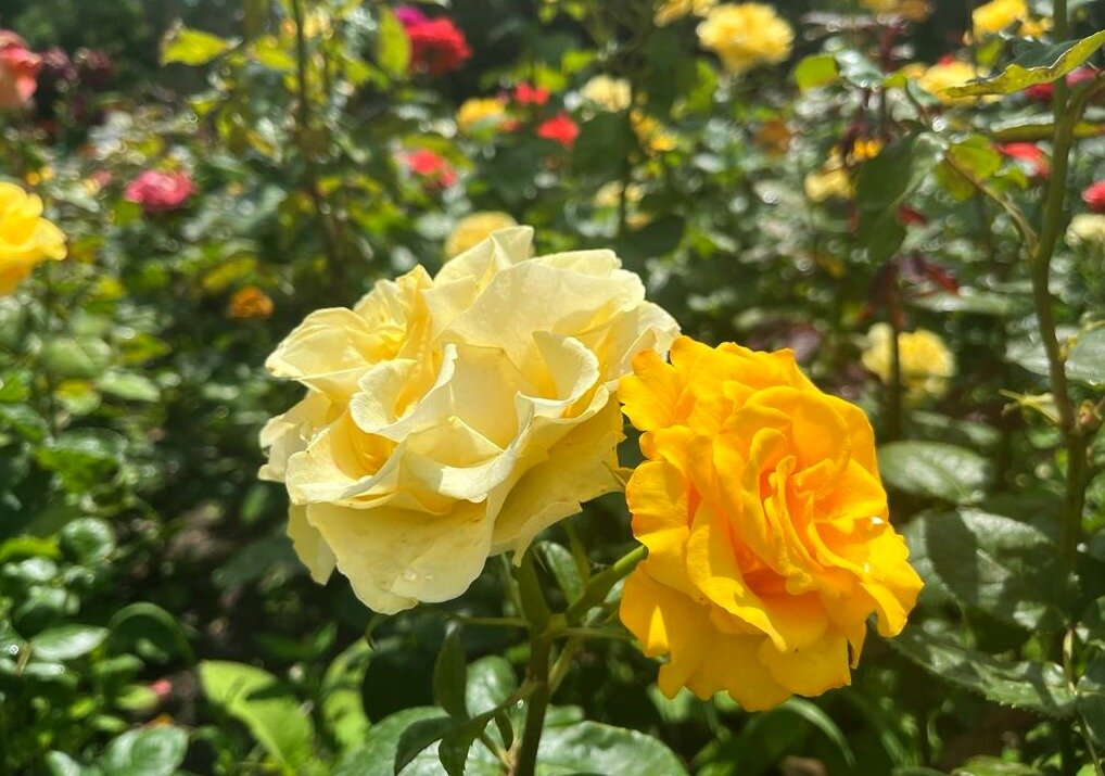 Розочки - ирина 