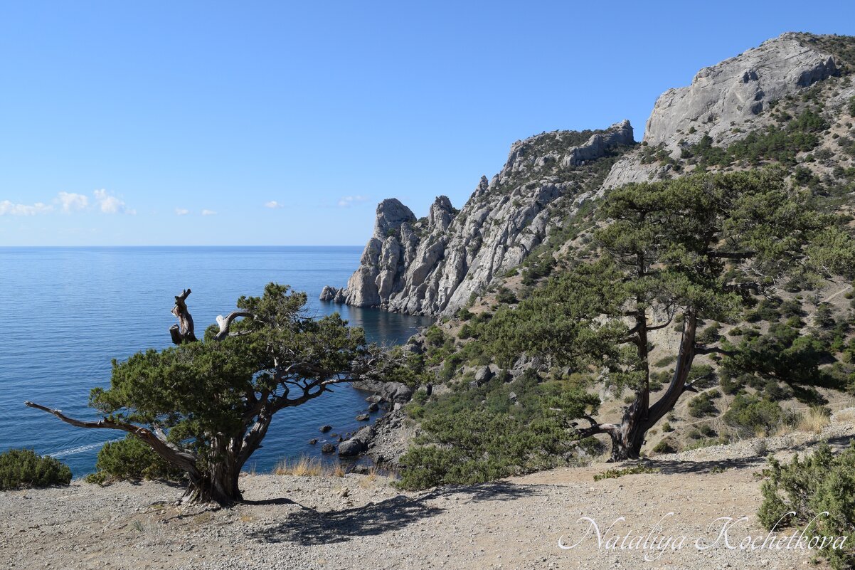 Природа Крыма - Amazing Cosmea