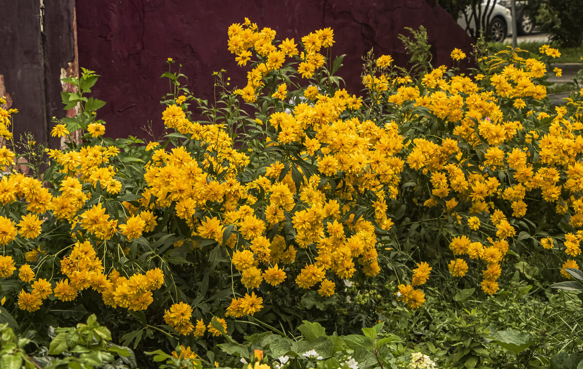 Цветочная изгородь. - Петр Беляков Цветочная изгородь. - Петр Беляков