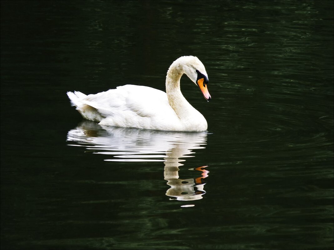 Лебёдушка - Валентина * Лебёдушка - Валентина *