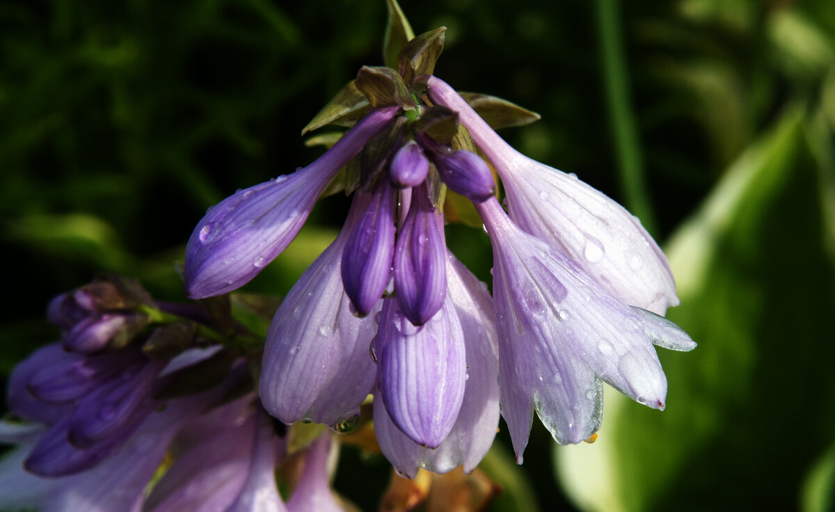 *** - Владимир Безбородов *** - Владимир Безбородов