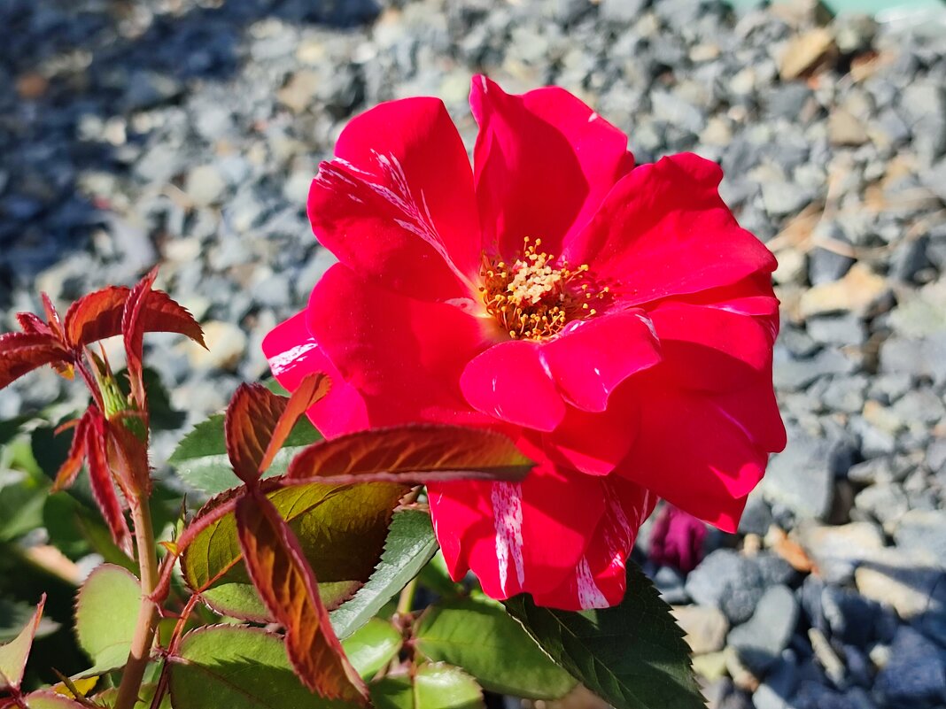 Роза - Валентина Богатко 