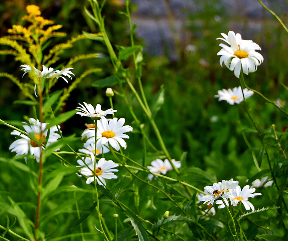 Августовский этюд - Светлана Августовский этюд - Светлана