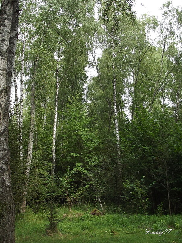 Прогулка в лесу... - Freddy 97 Прогулка в лесу... - Freddy 97