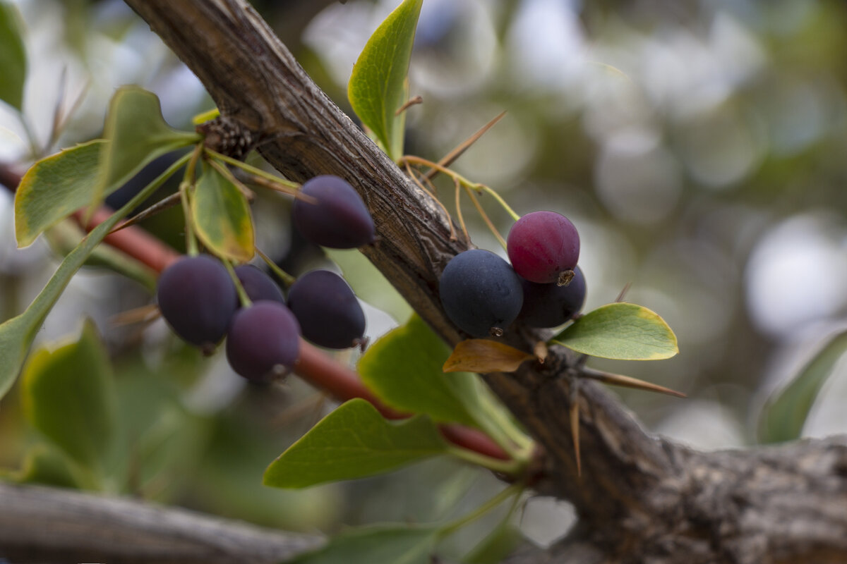Барбарис поспел ! - LudMila 