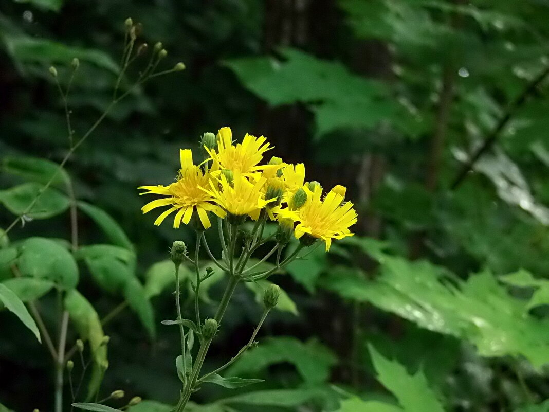 *   *   * - Елена 