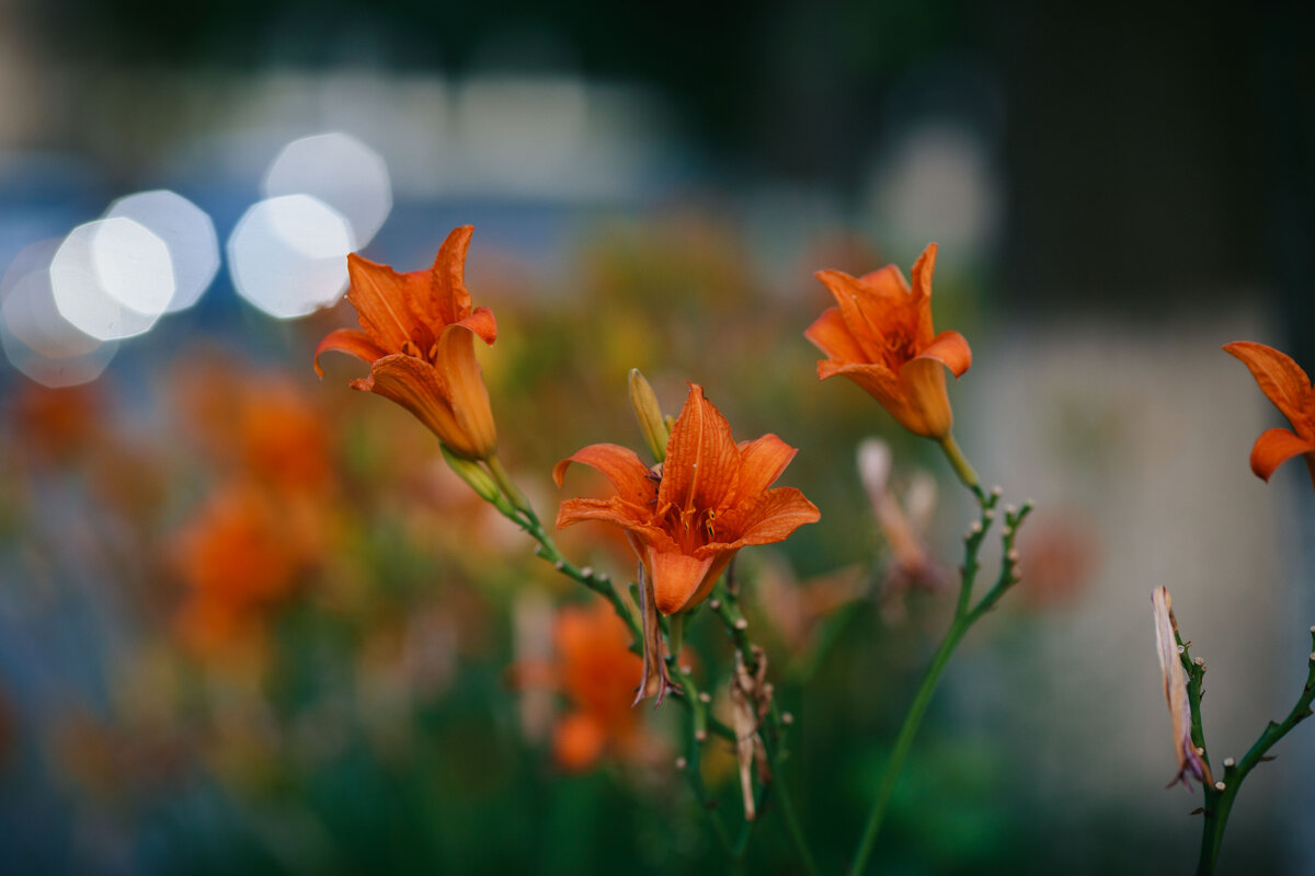 Лето, ах лето.. - Вячеслав Владимирович