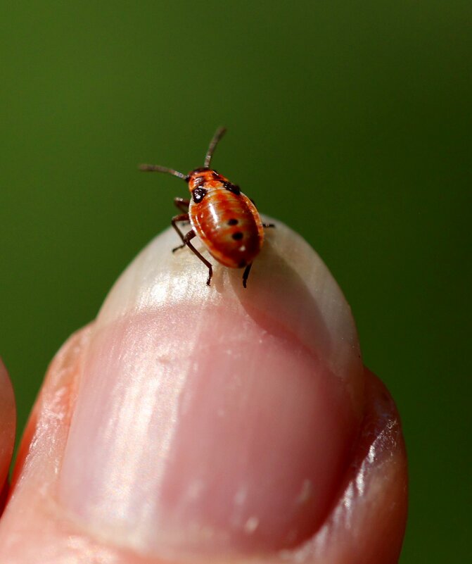На бегу - Светлана Тихонина