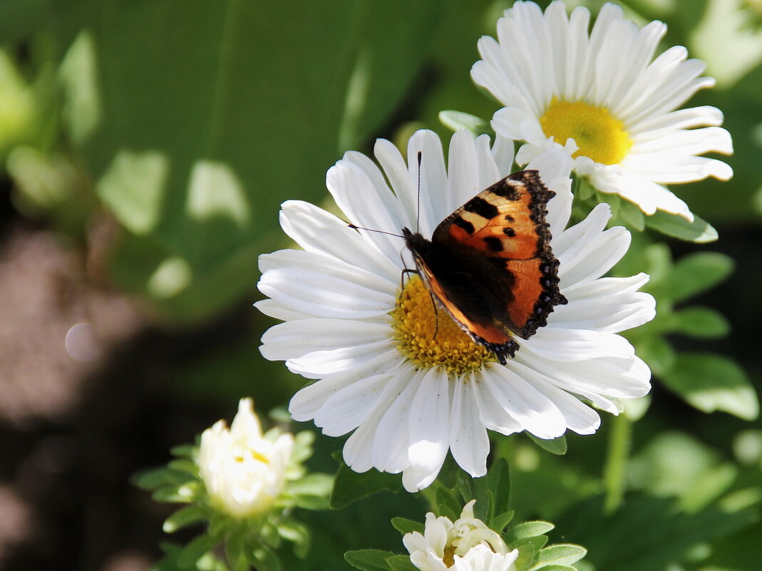 Летний день - victor Lion
