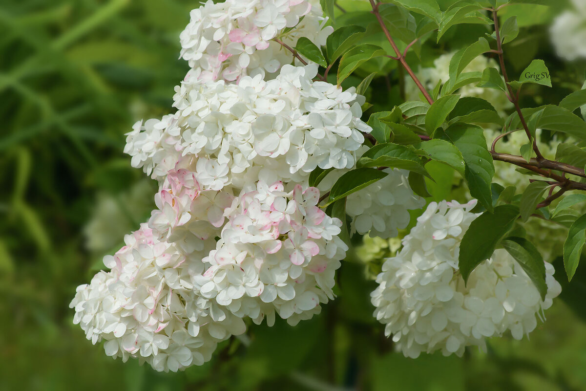 Метельчатая гортензия - Светлана Григорьева Метельчатая гортензия - Светлана Григорьева