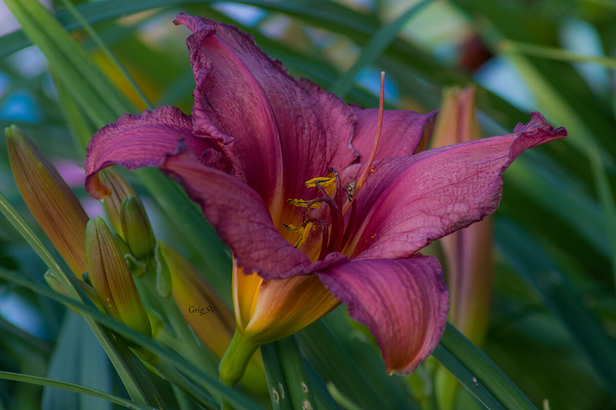 Лилейник - Светлана Григорьева