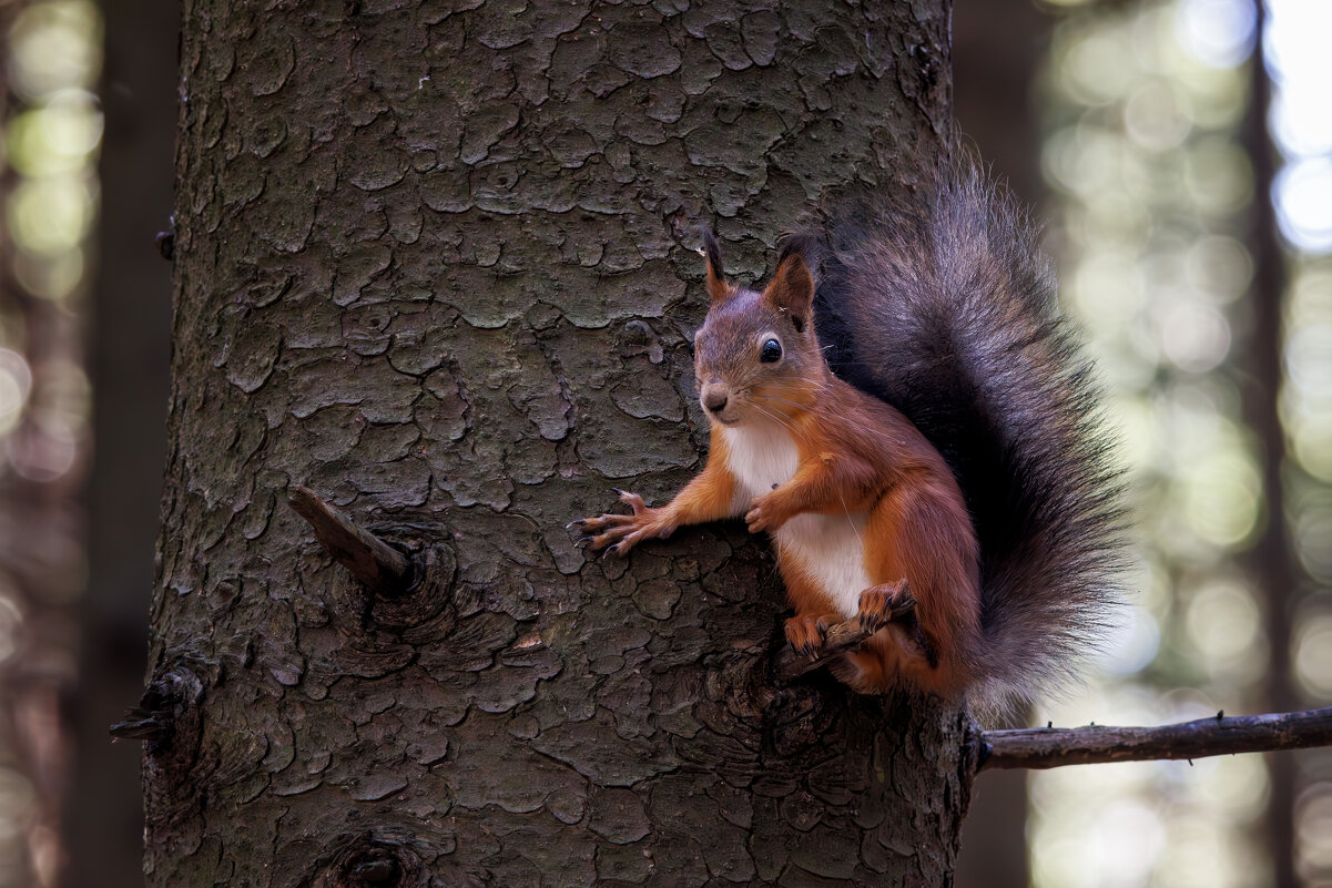 Белочка - Sergey38 