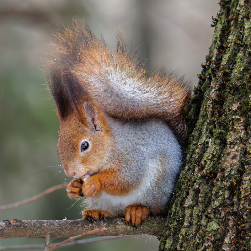 Белка - Sergey38 