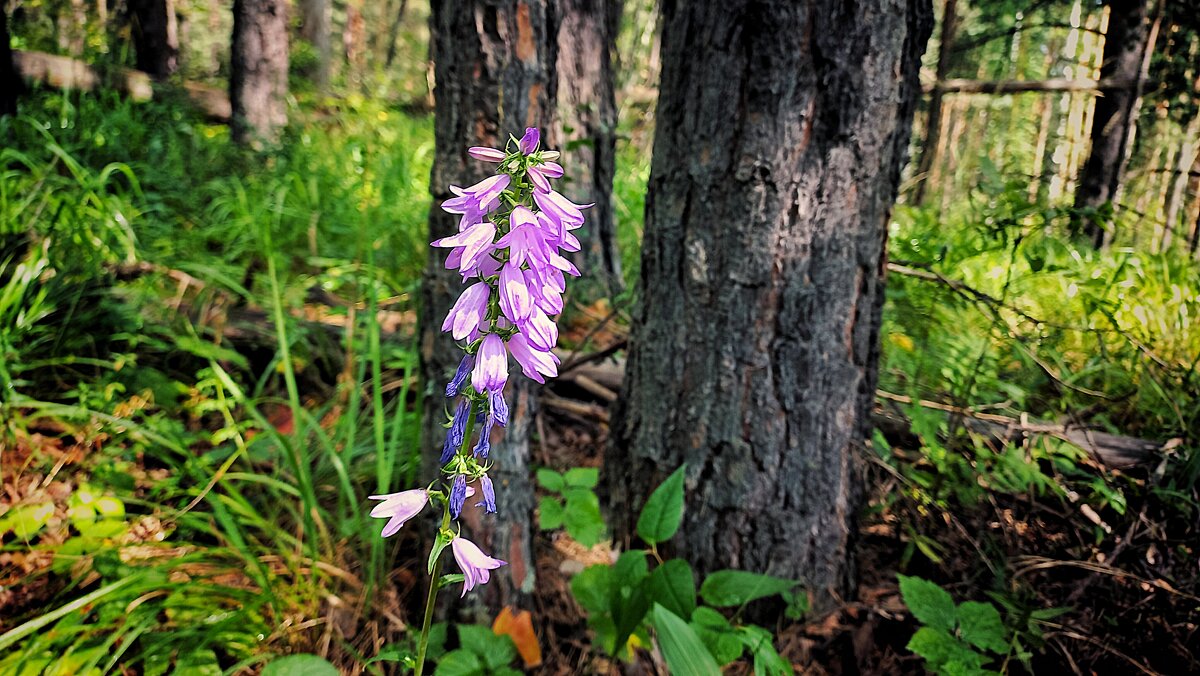 Колокольчик - Hope Колокольчик - Hope