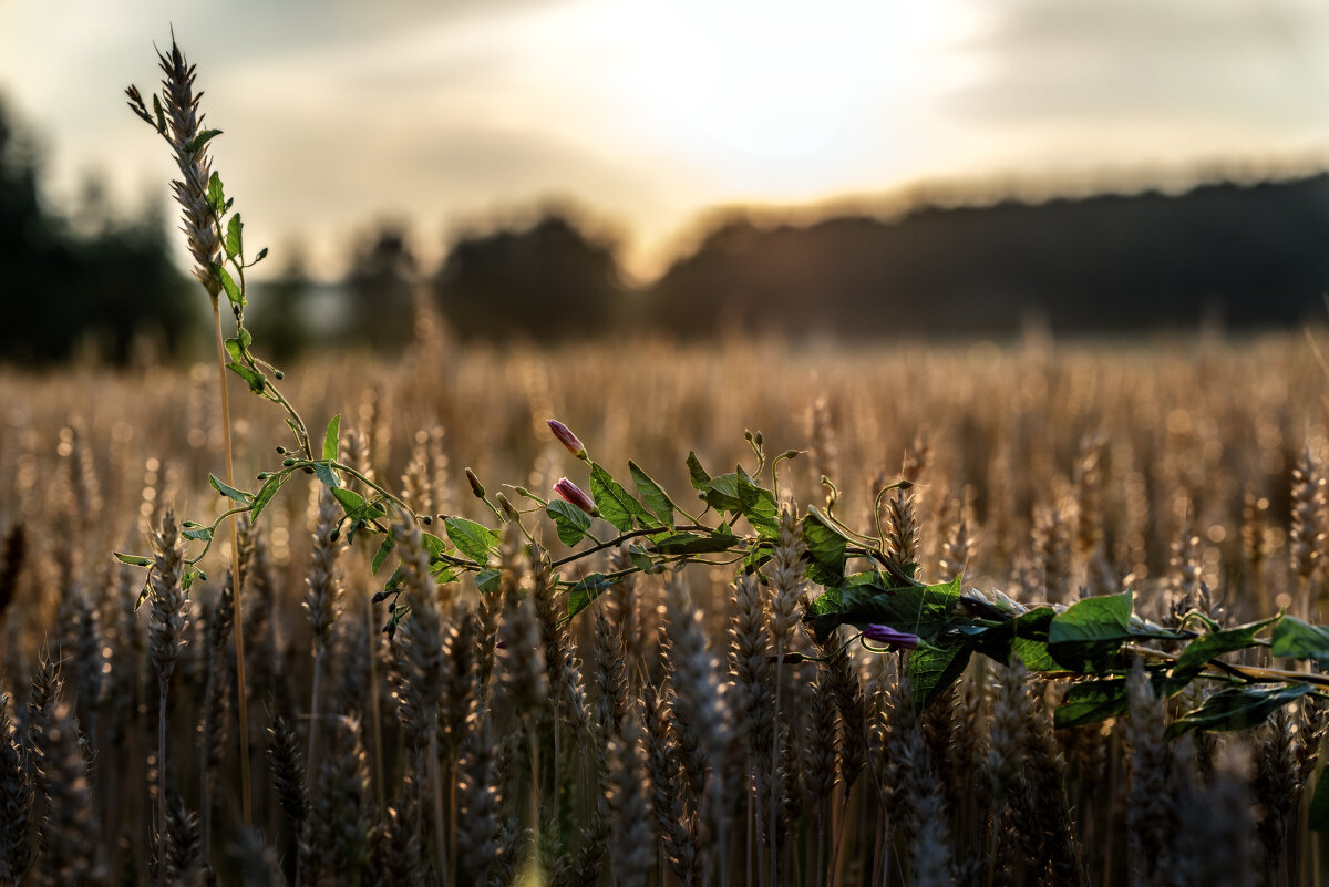 В красках заката - sorovey Sol В красках заката - sorovey Sol