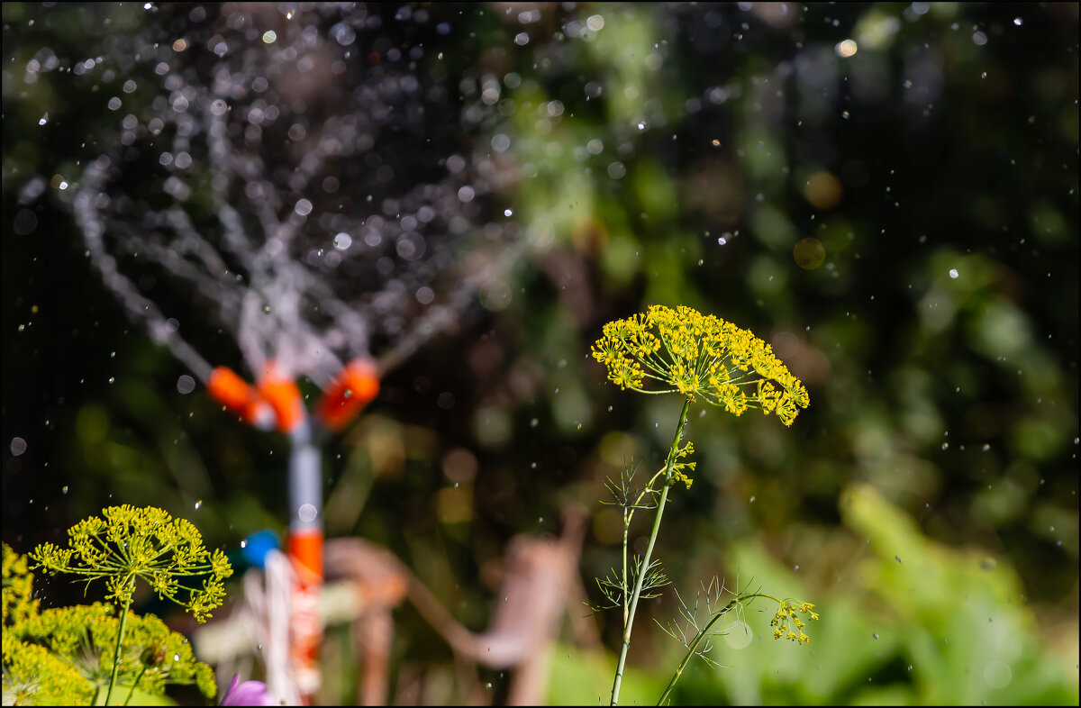 Укроп - Александр Тарноградский Укроп - Александр Тарноградский
