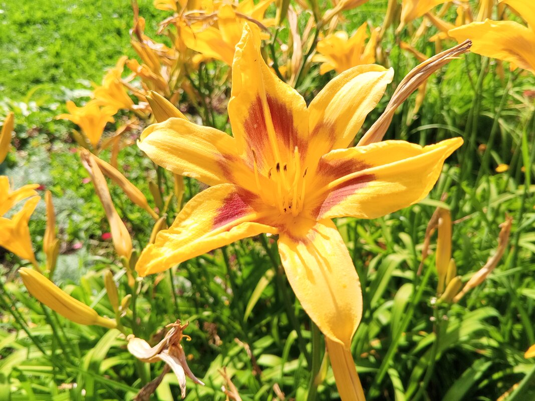 Лилейник - Сапсан 