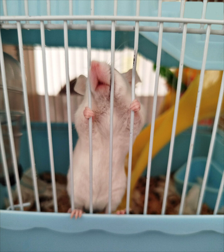 Выпустите меня! - Надежда 