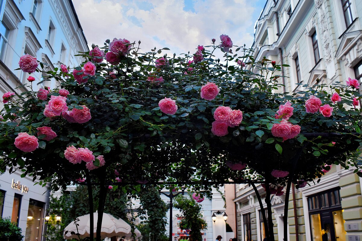 Московские розы для Осени в день рождения! Танюша! Поздравляю! - Татьяна Помогалова