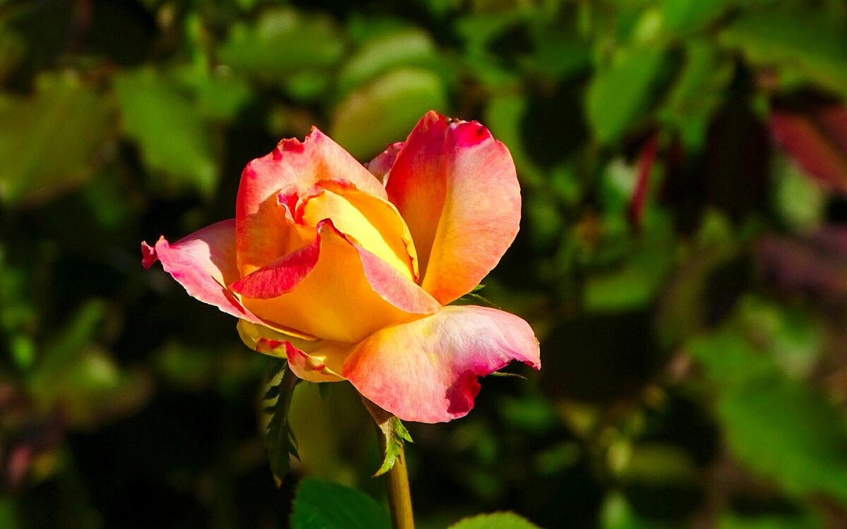 О красоте цветов. - Милешкин Владимир Алексеевич 