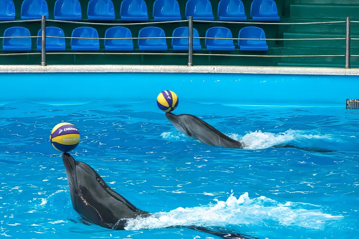 Дельфинарий в поселке Небуг - Игорь Сикорский Дельфинарий в поселке Небуг - Игорь Сикорский