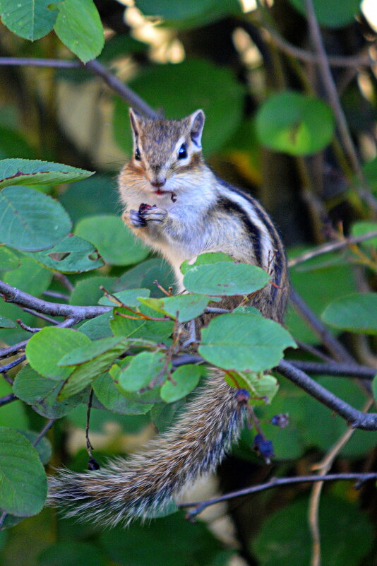 Старый знакомый - Татьяна Лютаева
