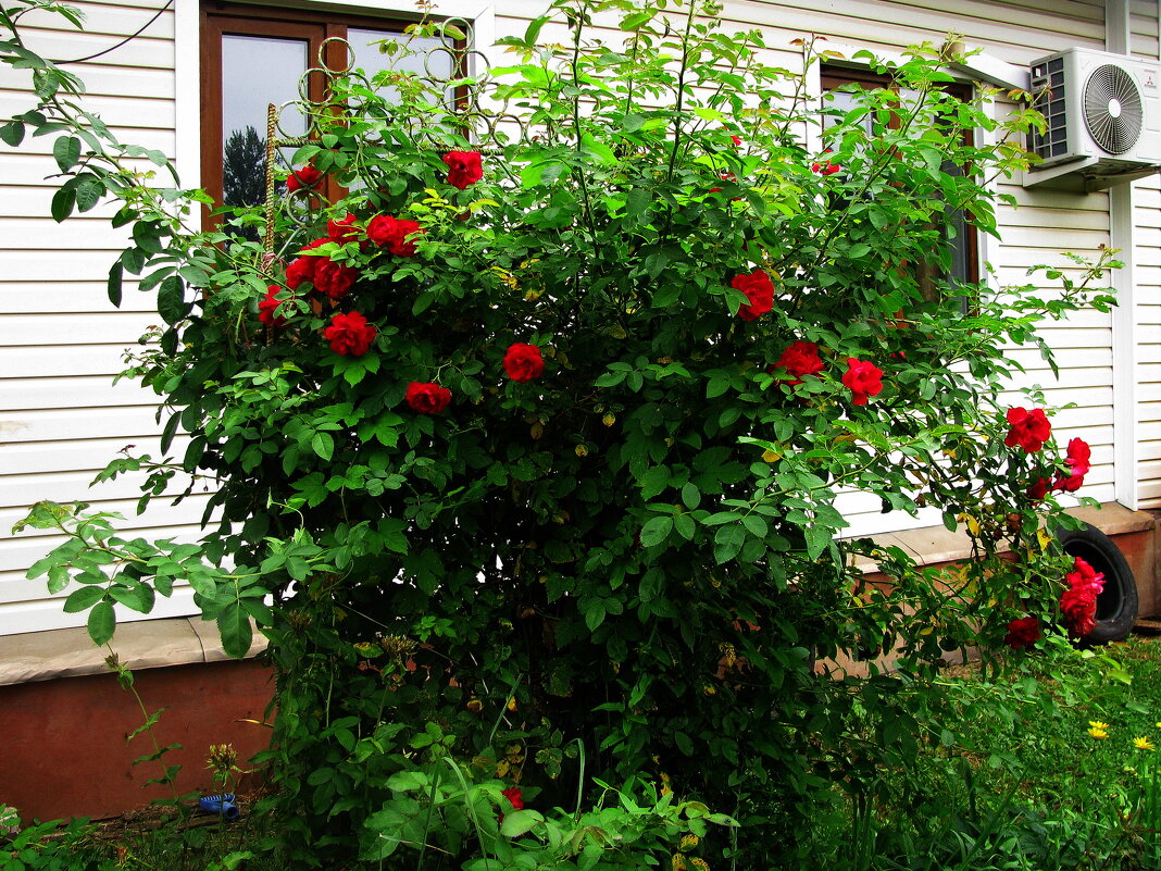 Возле дома моего - Людмила Смородинская