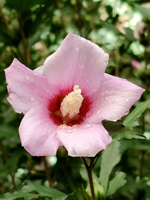 Прошёл долгожданный дождь .... - tatyana 