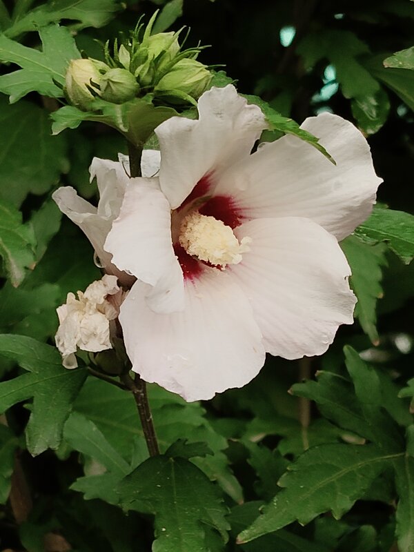 Цветок гибискуса - tatyana Цветок гибискуса - tatyana