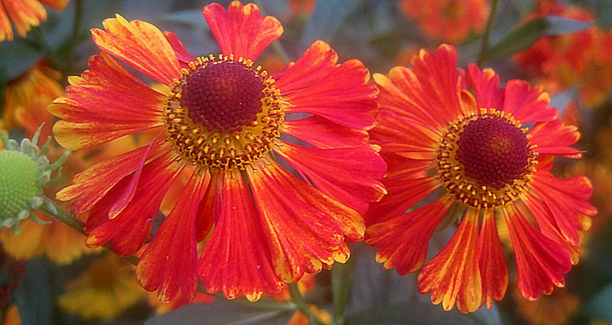 Двое - Елена Семигина Двое - Елена Семигина