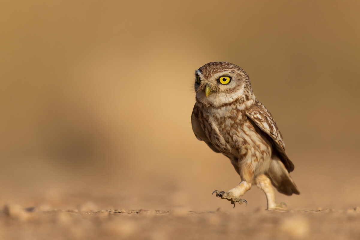 *** - Евгений Фруман